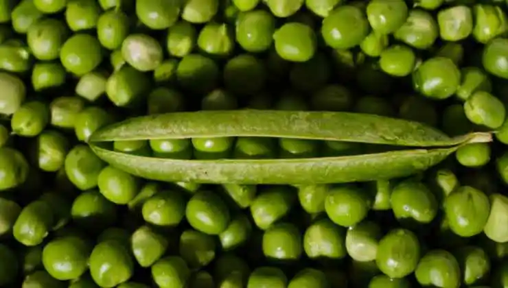 Green Peas